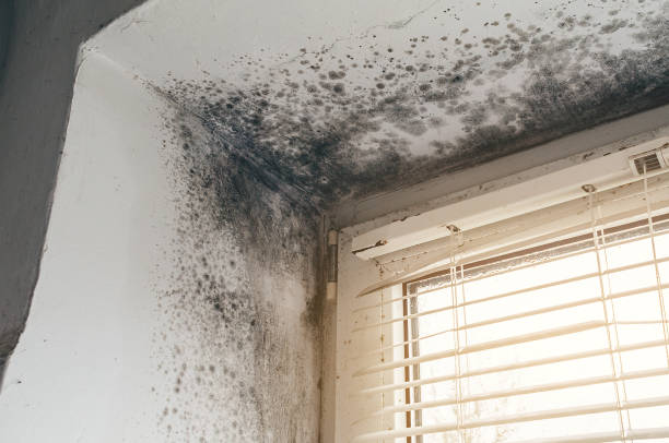 Affordable Black Mold Remediation solutions in Beccaria, PA
